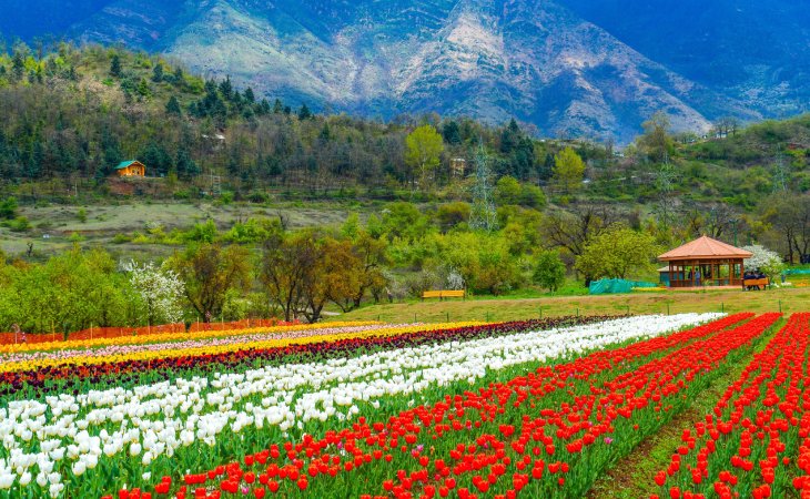 Kashmir Taxi Rental