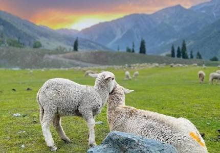 Amritsar to Gulmarg Pahalgam Sonmarg Scenic Valley Package